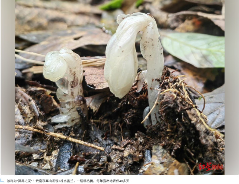 哀牢山脉新发现7株神秘植物，被誉为“冥界之花”-小胖资源分享网