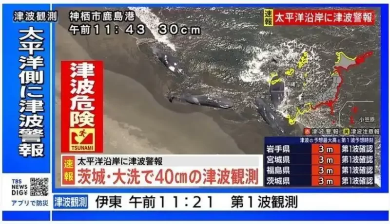 令人瞩目的景象：在日本的千叶县，四头鲸鱼意外搁浅，此事件可能与地震及海啸有关联。-小胖资源分享网