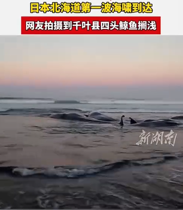 东京地区记录到0.2米高的海啸。-小胖资源分享网
