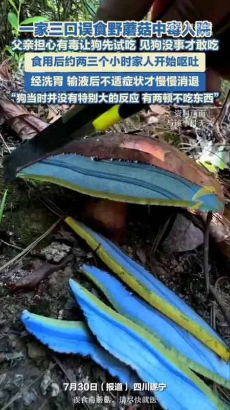 一家三口因误食野生蘑菇而中毒，姜先生的父母起初将蘑菇煮熟喂狗，发现狗无恙后才让家人食用，但最终还是不幸中毒。-小胖资源分享网