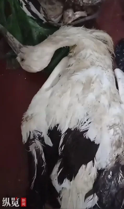 哈尔滨动物园冰柜发现大量野生动物尸体，包括丹顶鹤，园方称自然死亡，用于制作标本，公安等部门已调查。-小胖资源分享网