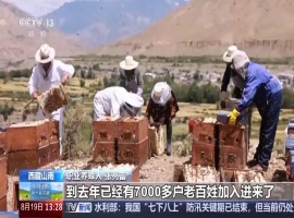 在西藏欢庆六十周年之际，其壮丽景色熠熠生辉。他深入雅江峡谷，寻找花朵的迷人轮廓，将甜蜜的蜜糖化作高原特有的浪漫氛围。-小胖资源分享网