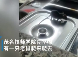 广东某地区的一所学校食堂近期面临严重的老鼠猖獗问题，老鼠甚至爬上菜盆舔食汤汁。-小胖资源分享网