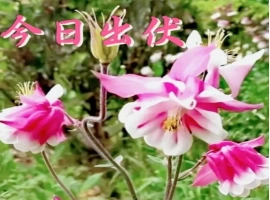 据中国气象局最新公布，”三伏天”已经结束，然而全国多个地区依然受到高温天气的影响。-小胖资源分享网
