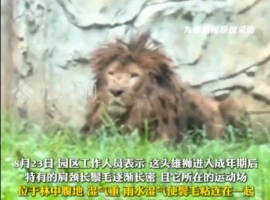 位于贵阳的动物园内，有一只狮子拒绝洗澡，其形象颇似流浪汉。对此，动物园方面回应称，该狮子的身体状况一切正常。-小胖资源分享网