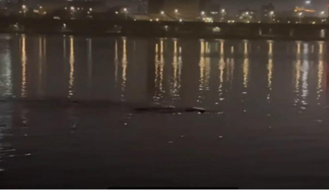 汉江惊现巨型生物？夜钓者捕捉到令人震惊的画面，神秘黑影引发网友热议-小胖资源分享网
