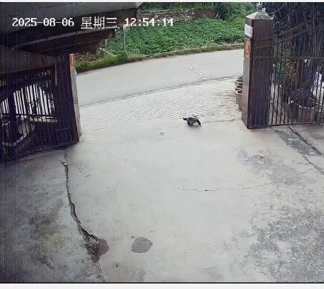 三十余年饲养的鳄龟遭路人司机带走，主人急切呼吁：“请别伤害它”，警方已介入调查。-小胖资源分享网