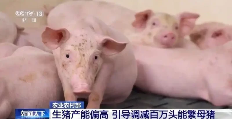 猪肉价格波动剧烈，养猪企业纷纷采取措施减轻猪只体重！-小胖资源分享网