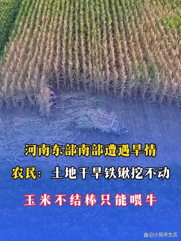 河南省农民表示：已有40多年未曾遭遇如此严重的干旱天气，如今正值三伏天，气温急剧攀升。-小胖资源分享网