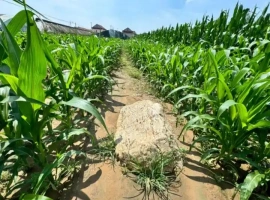 我国最低的山峰高度仅为0.6米？当地官方回应：确实被列为县级文物保护单位。-小胖资源分享网