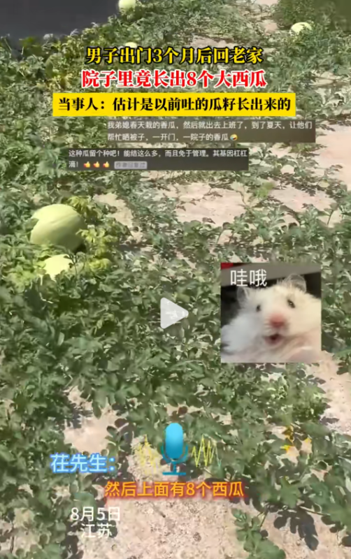 一位男子在离家三个月后返回家乡，意外发现自家的院子里竟然长出了八颗硕大的西瓜。-小胖资源分享网