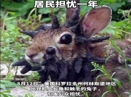 “变异怪兔”突袭美国某社区  动物头部现奇异的黑色犄角与触手-小胖资源分享网