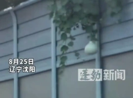 沈阳二环高架桥葫芦失窃事件中涉事方公开道歉：需缴纳200元罚款，同时面临9分的扣分处罚。-小胖资源分享网