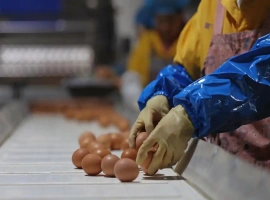 “错误观念：储存鸡蛋前需清洗”  “实际上，储存鸡蛋前不应进行清洗。”-小胖资源分享网